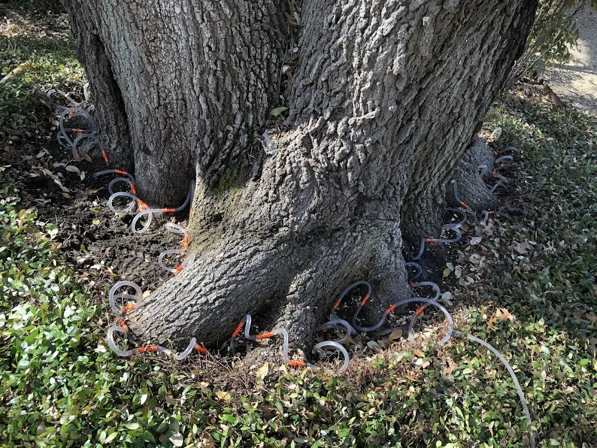 Detailed Tree Cabling and Bracing job site in Olney
