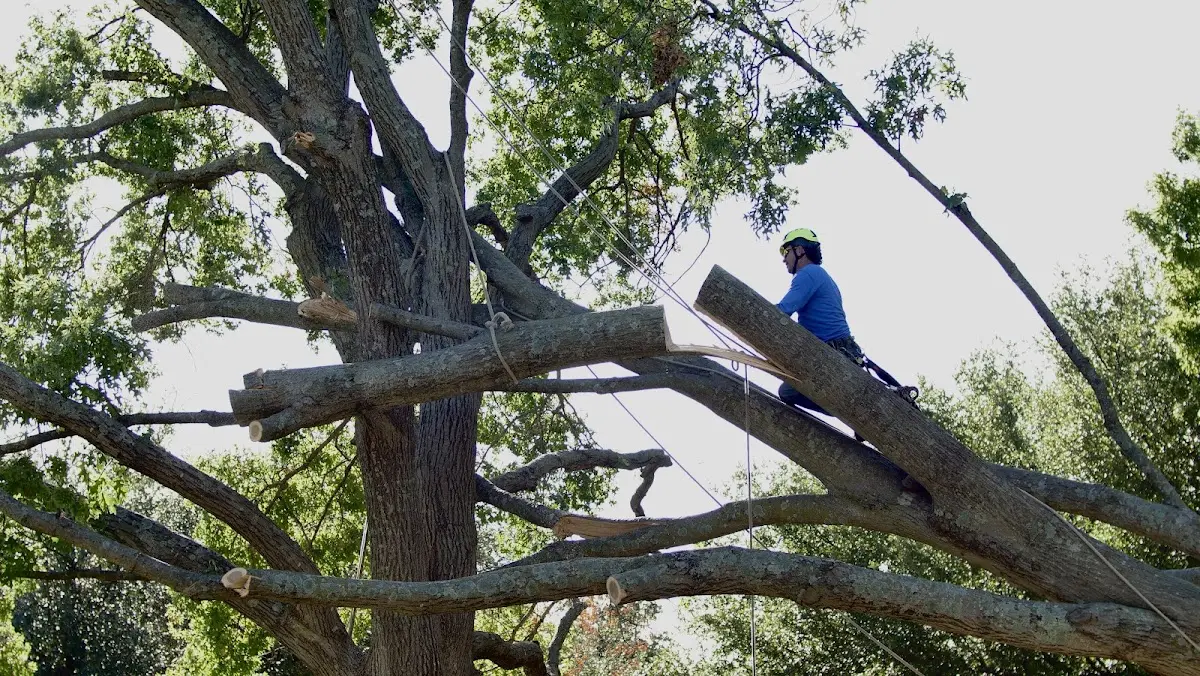 Professional Crown Thinning performed by certified arborists in Olney