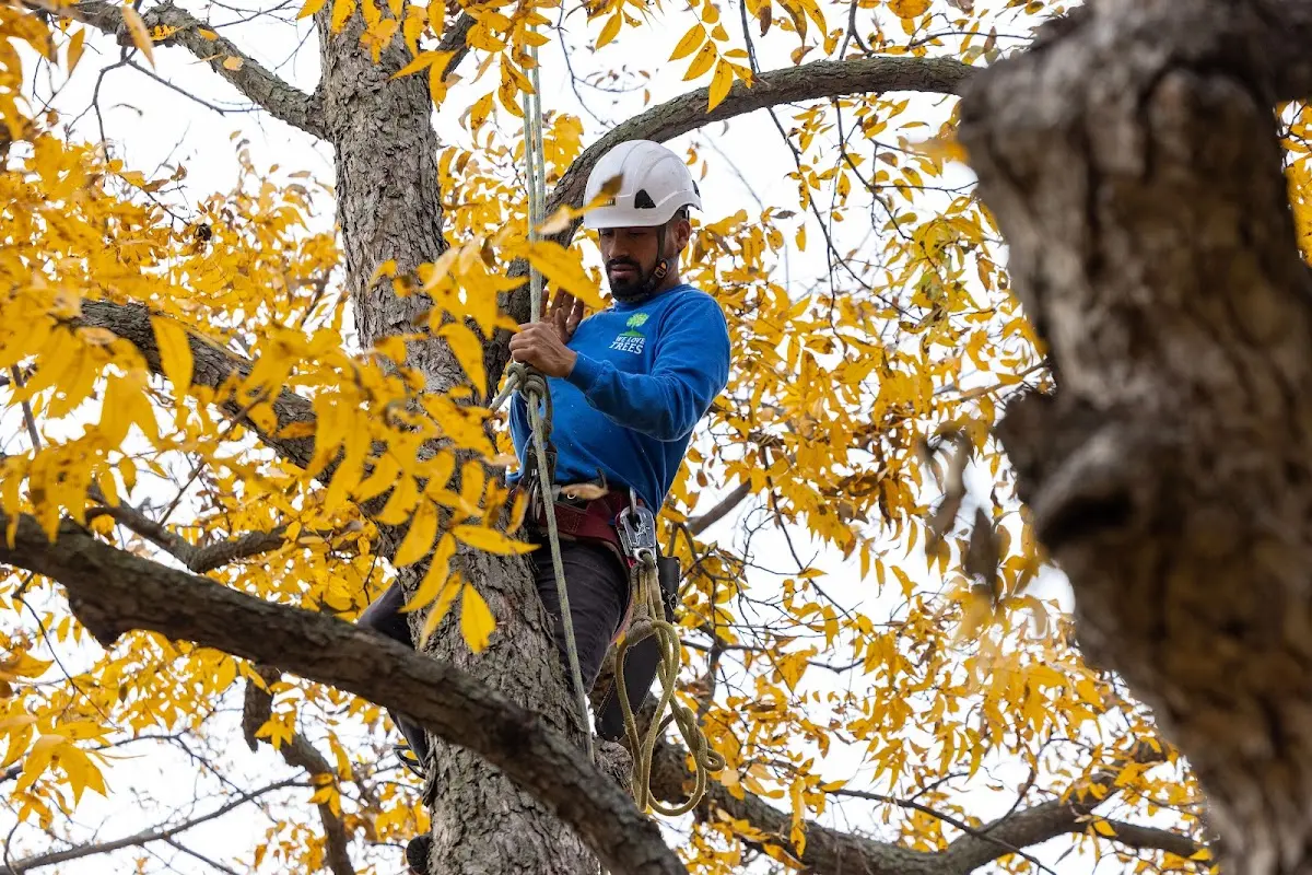 Skilled Tree Planting crew working in Olney