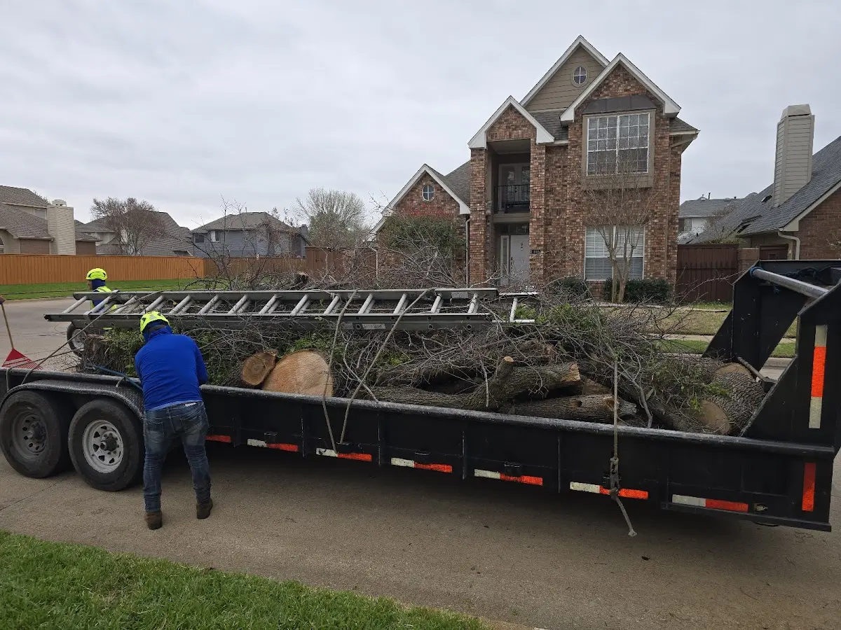 Expert Tree Removal with proper safety equipment in Olney